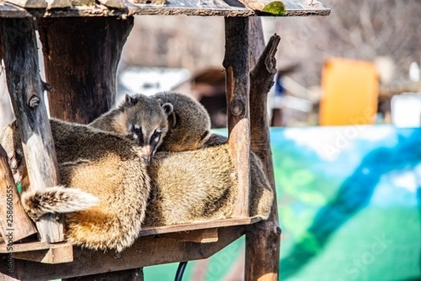 Obraz 呼びかけに応じるアナグマ
