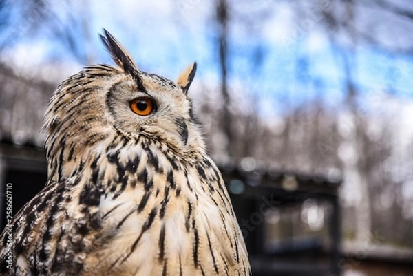 Obraz 遠くを見つめるフクロウ