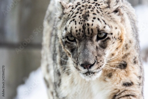 Obraz 獲物を狙う目