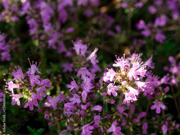 Fototapeta Wild thyme (Thymus serpyllum) flower sparkling in the sun close up. It's one of the best bee plants, also used in herbal medicine and as spice in cookery