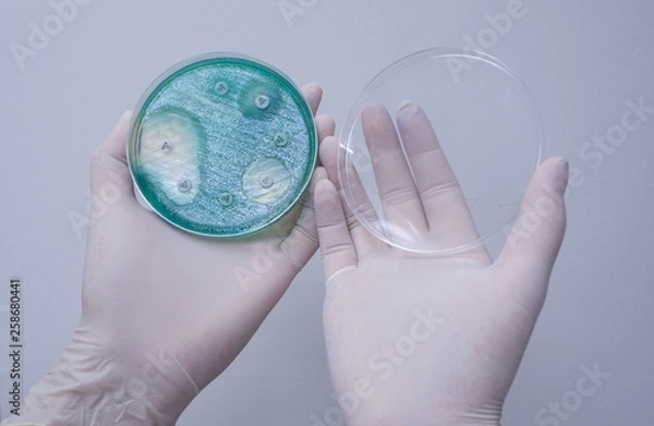 Fototapeta Disc diffusion of Pseudomonas aeruginosa on Mueller-Hinton agar