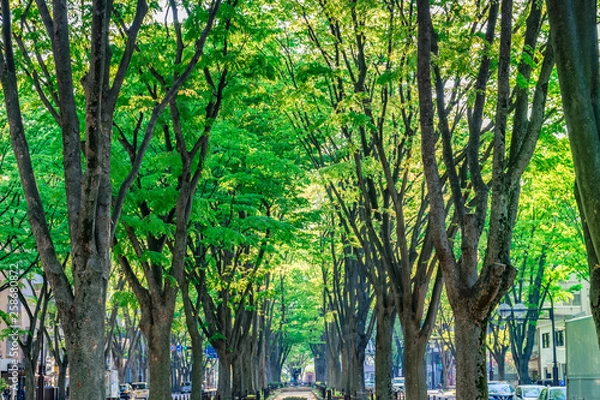 Fototapeta 新緑の定禅寺通