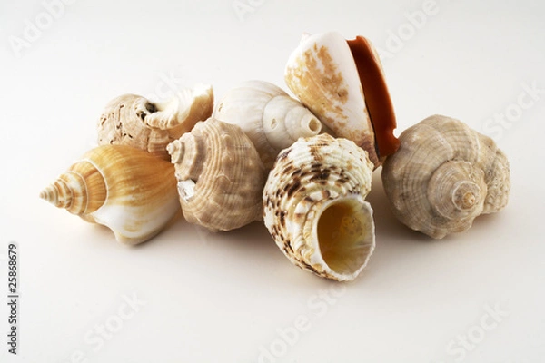 Obraz Conjunto de buzios em fundo branco