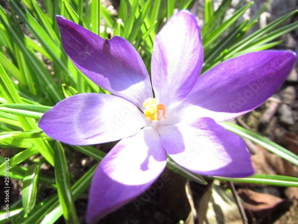 Obraz flowers in garden