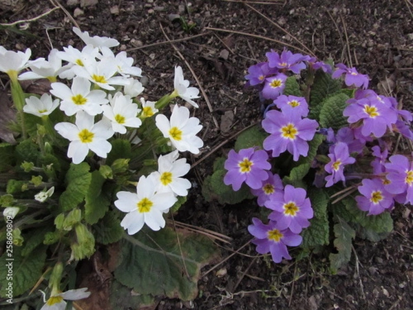 Obraz blue flowers in the garden