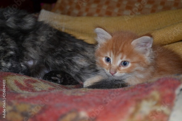 Fototapeta Red striped kitten near his mom