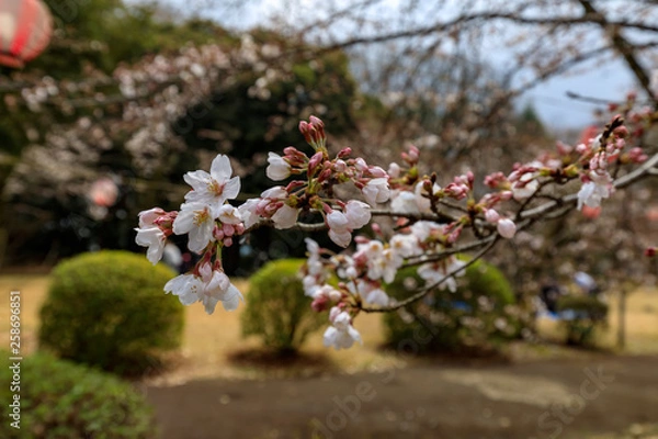 Fototapeta さくら