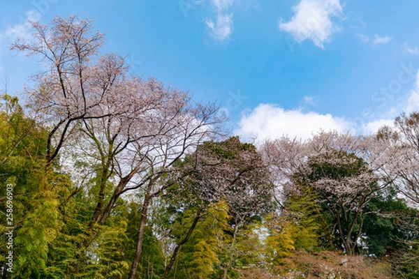 Fototapeta 青空と桜