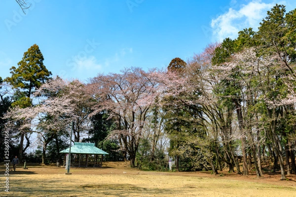 Fototapeta 桜の風景