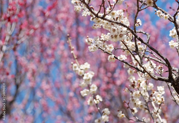 Fototapeta 紅梅を背景に咲く白梅