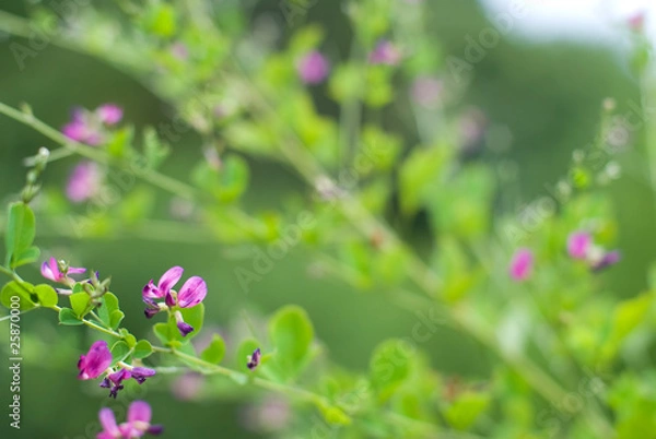 Fototapeta ハギの花