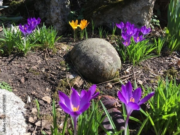 Obraz purple crocus in the snow