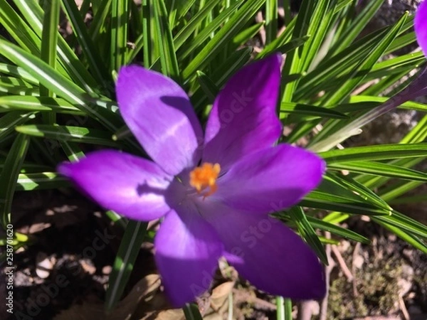 Obraz blue flower in garden