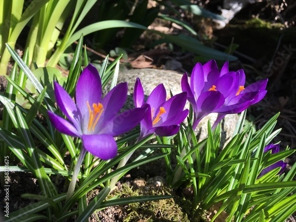 Obraz crocus in spring