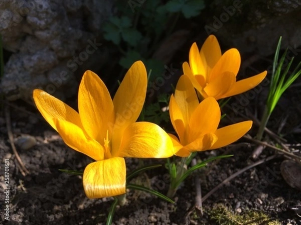 Obraz crocus in spring