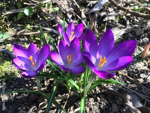 Obraz crocus in snow