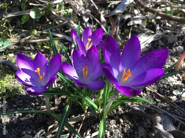 Obraz crocus in snow