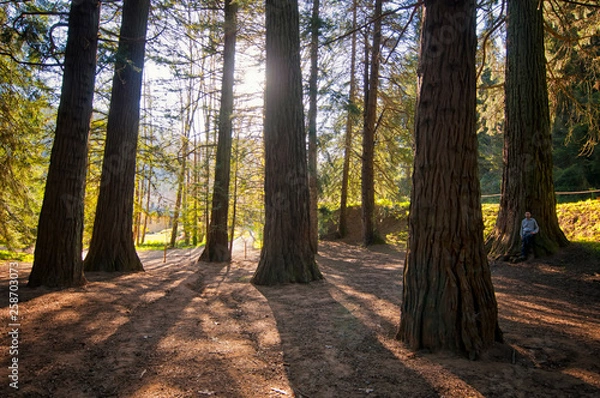 Obraz Me Under the Redwoods