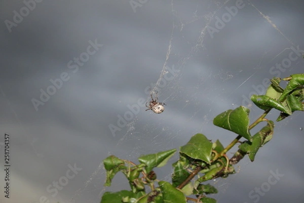 Fototapeta spider weaves a web! trap do it yourself