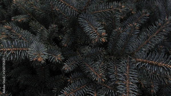 Fototapeta christmas tree benches background