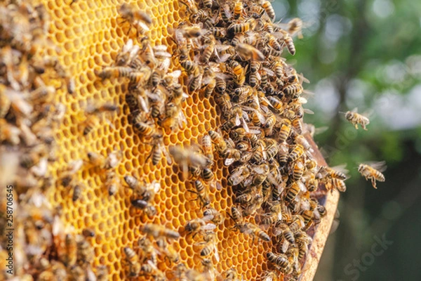 Obraz Hardworking bees on honeycomb in apiary 