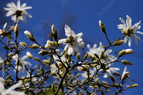 Obraz Buds and flowers of white star stellata magnolia tree in the spring garden