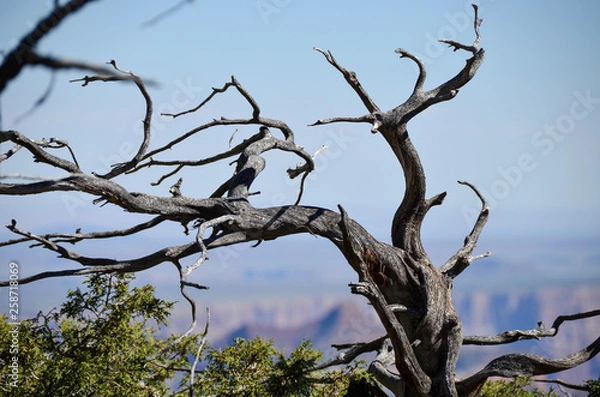 Fototapeta Tree over canyon