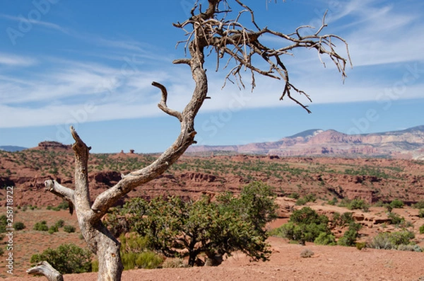 Fototapeta Tree Scenic View