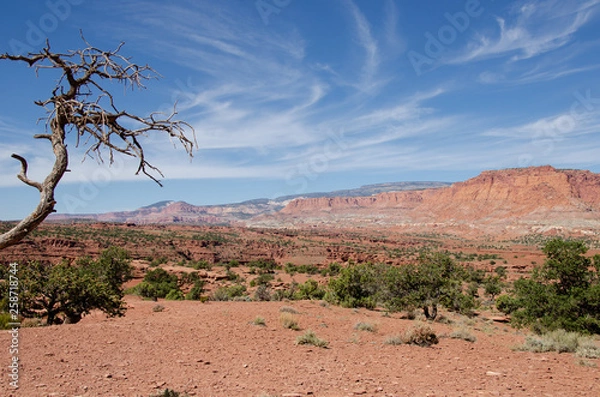 Fototapeta Tree Scenic View