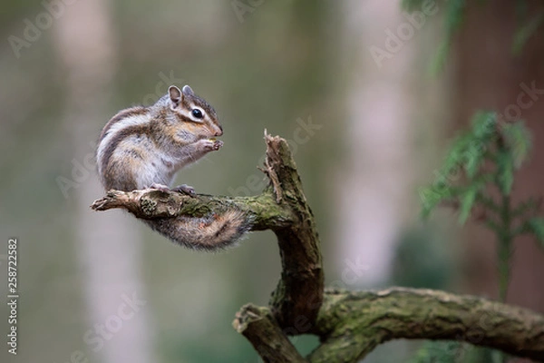 Fototapeta Eating Squirrel