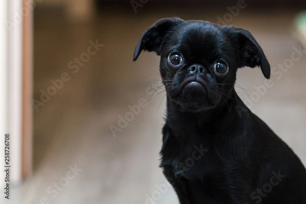 Fototapeta Puppy Petit Brabancon black in color. Little dog. Selective focus.