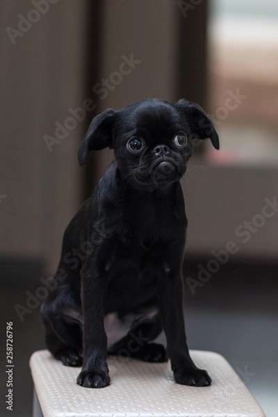 Fototapeta Puppy Petit Brabancon black in color. Little dog. Selective focus