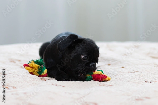 Fototapeta Puppy Petit Brabancon black playing with a toy. Multi-colored rope. Selective focus.