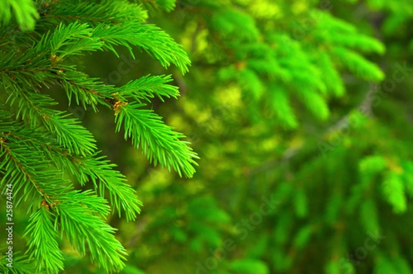 Fototapeta fir branch