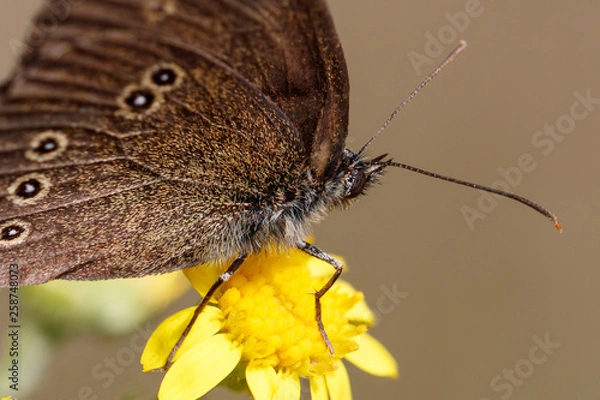 Fototapeta Brauner Waldvogel