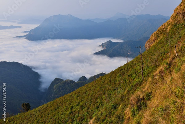 Obraz forest in winter
