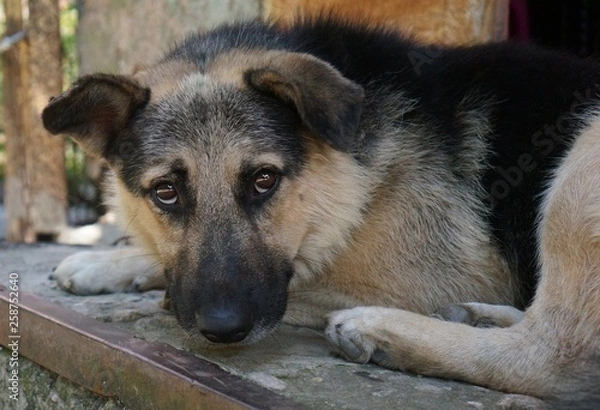 Obraz german shepherd dog
