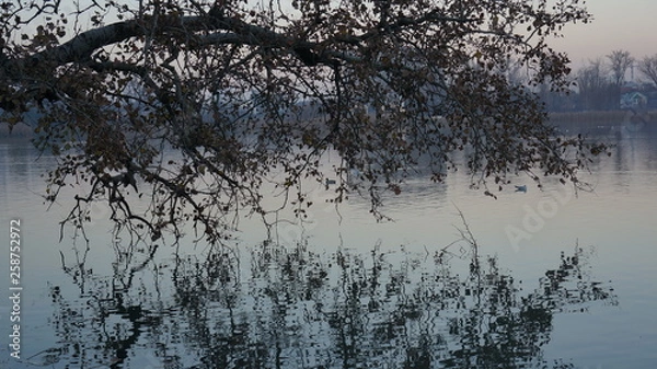 Obraz trees in winter