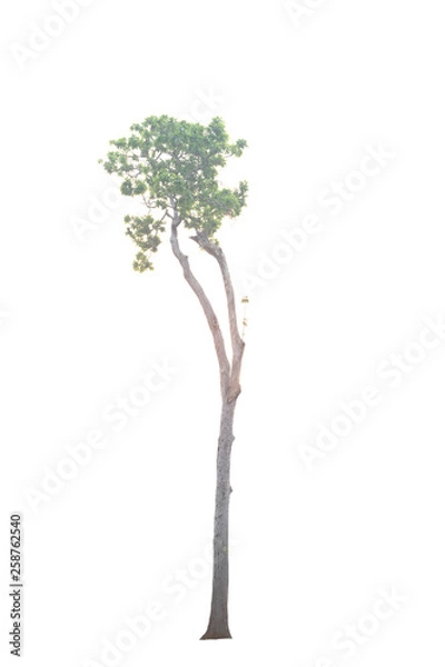 Obraz Tree isolated on white