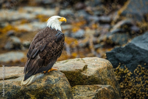 Obraz Eagle on Rock