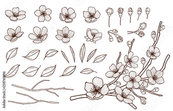Fototapeta Hand drawn spring flowers blossoming set. Sakura flowers,buds, leaves and branches isolated on white background.Cherry ,plums,apple tree blossom elements bundle . Vector illustration.