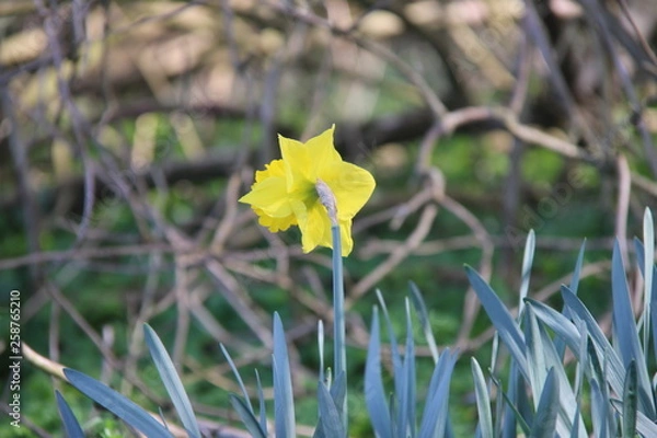 Obraz Abgewandte Narizsse