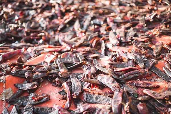 Obraz Spicy chili drying