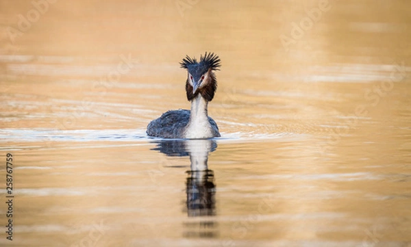 Obraz Haubentaucher frontal