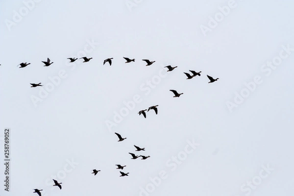 Obraz Rozlewiska Narwi i Biebrzy. Wiosna na Podlasiu