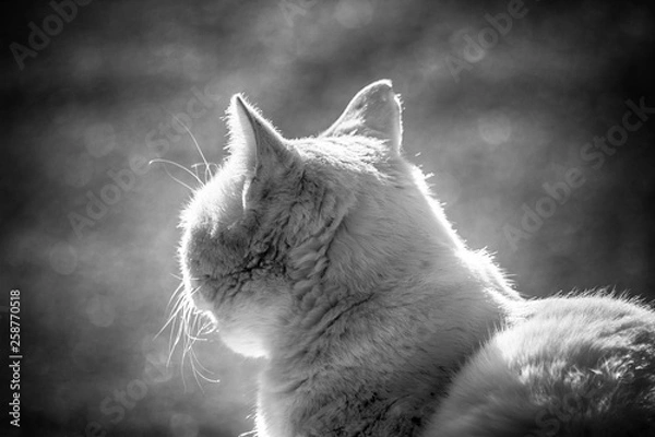 Obraz white cat sunlight