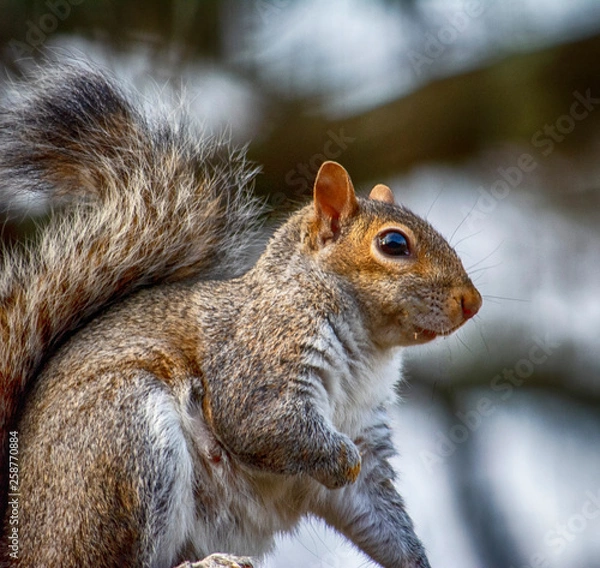 Obraz squirrel on tree