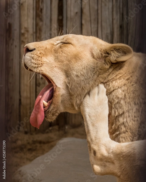 Obraz lion cat enjoying sun