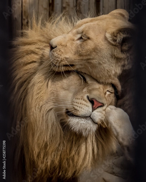 Obraz Couple of lions are sharing their spring vibes. Minsk Zoo, Belarus