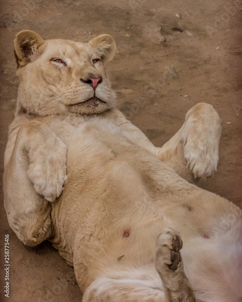 Obraz lion cat enjoying sun